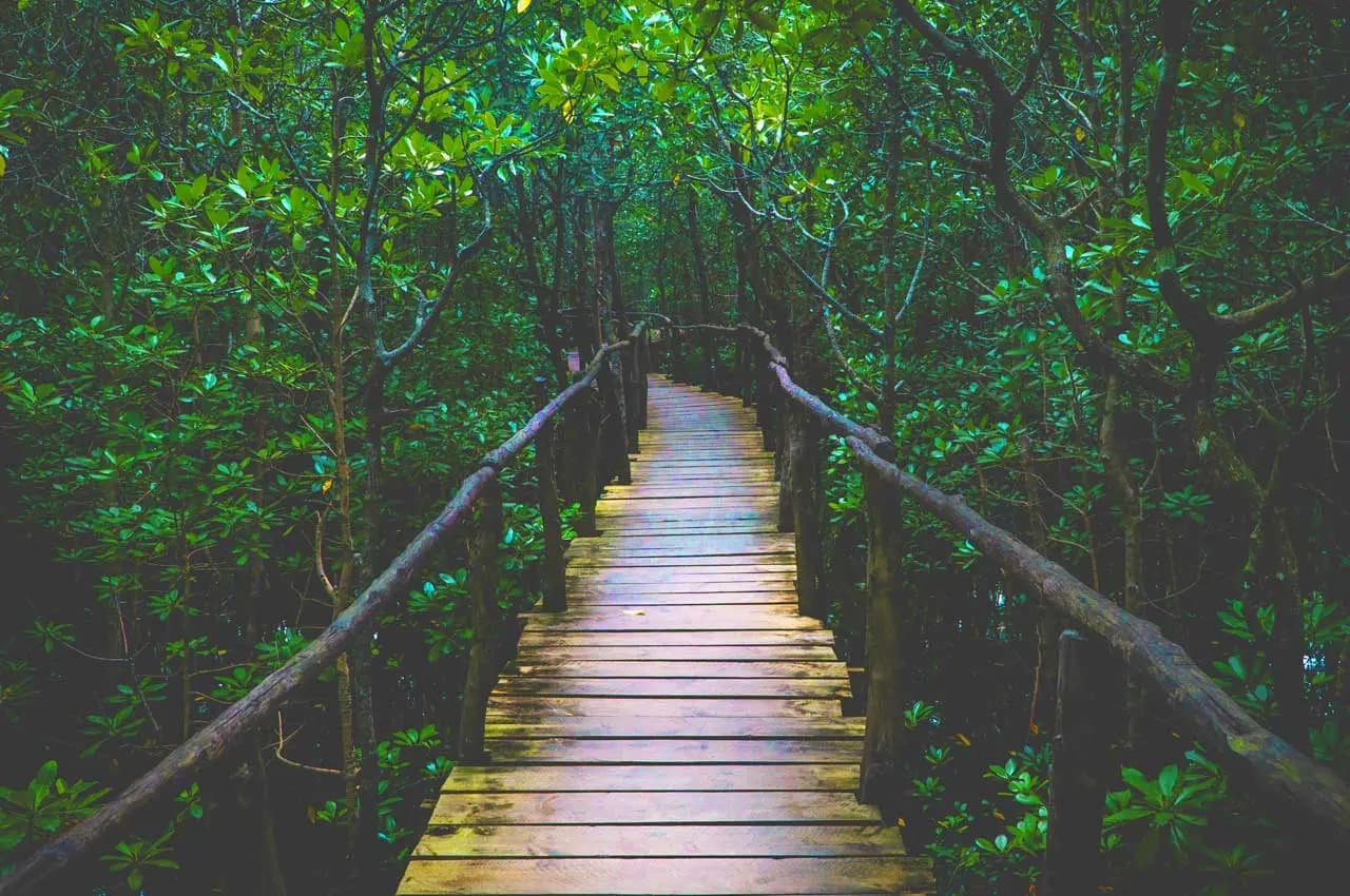 Mangrove Walk Deforet